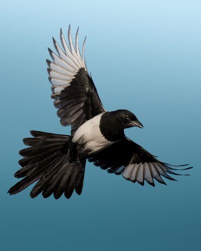 Сорока обыкновенная