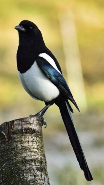 Бурая сорока