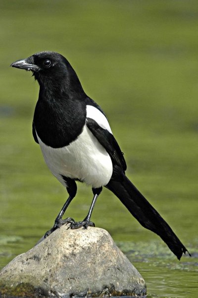 Сорока обыкновенная