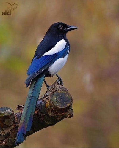 Сорока птица