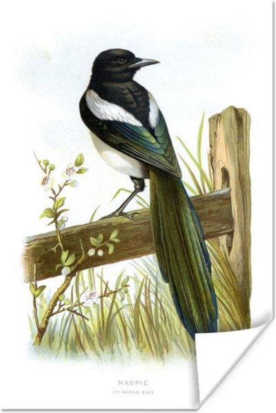 Бианки сорока