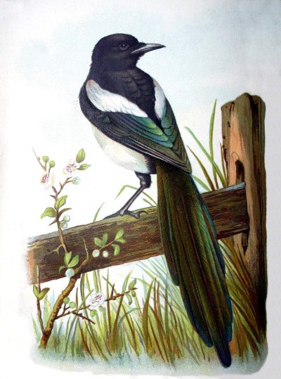 Изображение птиц