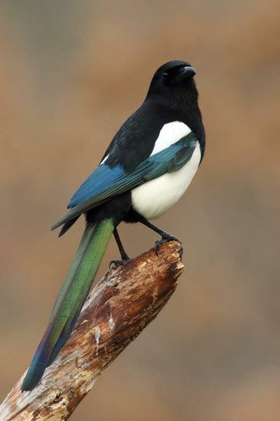 Magpie Colors