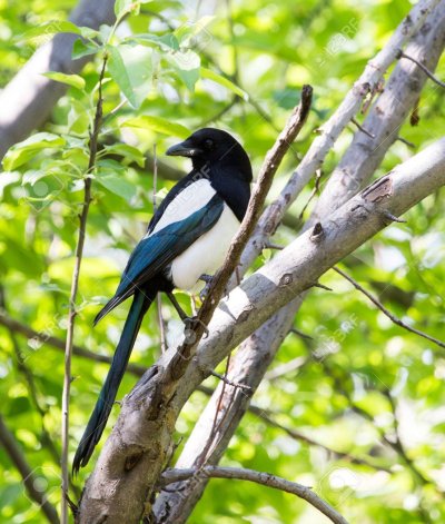 Сорока на дереве фото