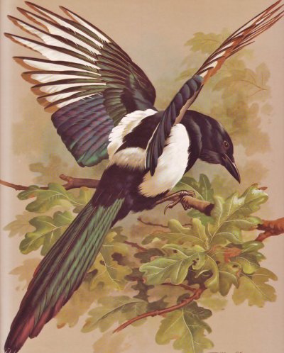 Художник Базиль Эде