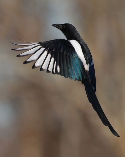 Сорока обыкновенная птицы