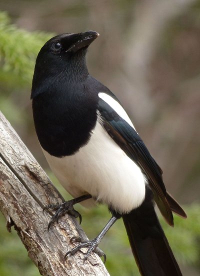 Обыкновенная сорока (pica pica),