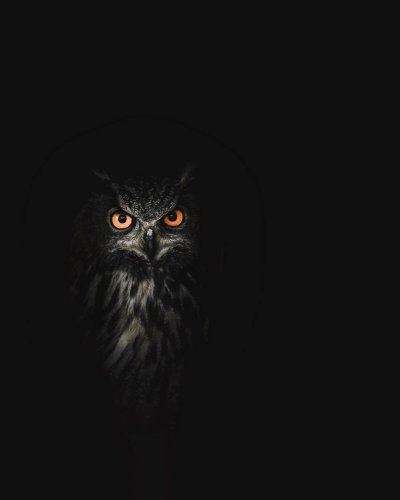 Сова на черном фоне