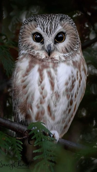 Североамериканский мохноногий Сыч