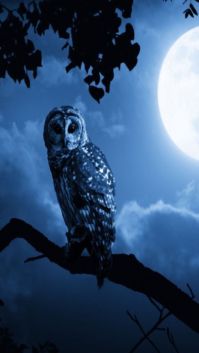 Ночная Сова