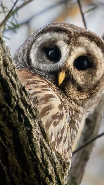 Пятнистая неясыть