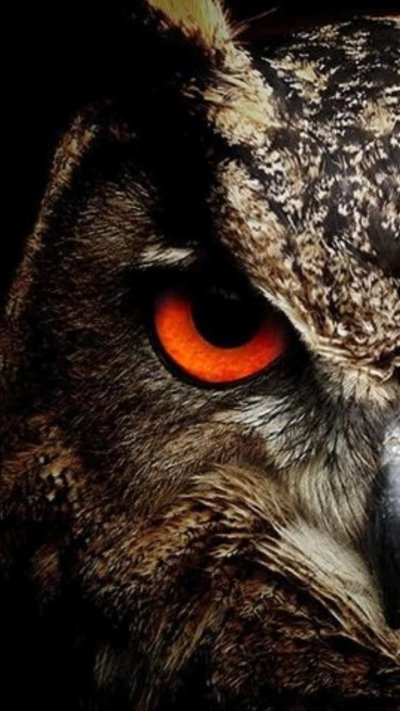 Глаза Филина