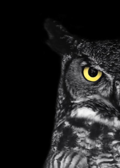 Сова на черном фоне