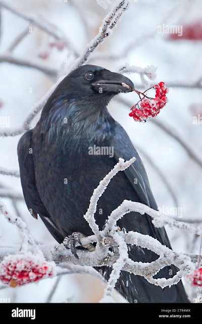 Ворона зимой