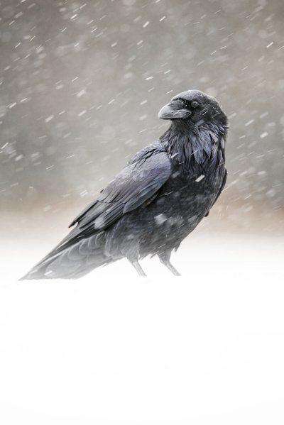 Черная птица 2022