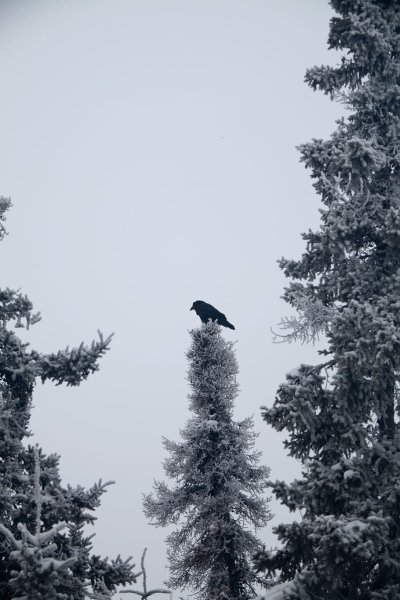 Ворона на снегу