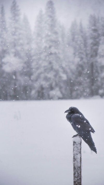 Зимний ворон