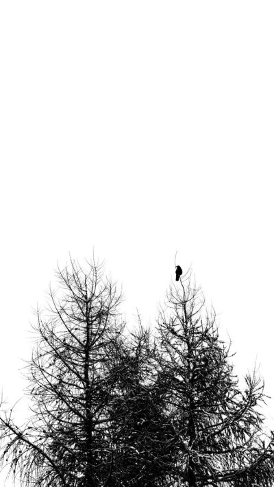 Where Winter Crows go