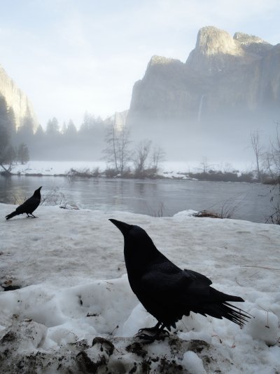 Ворона на снегу