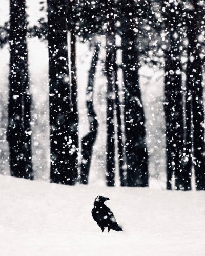 Ворона на снегу