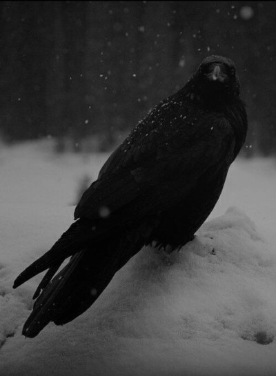 Вороны Эстетика