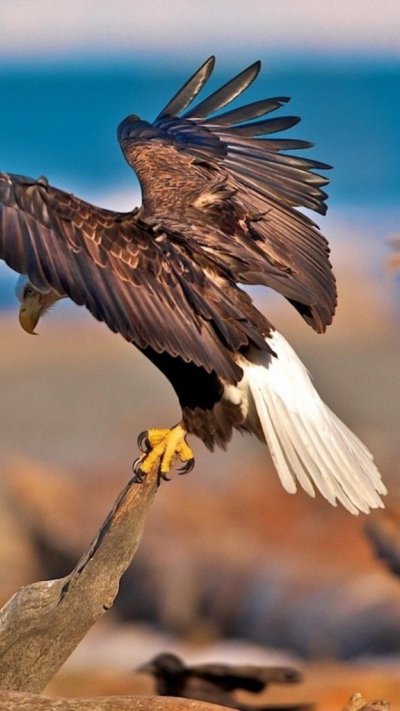 Крылья орла