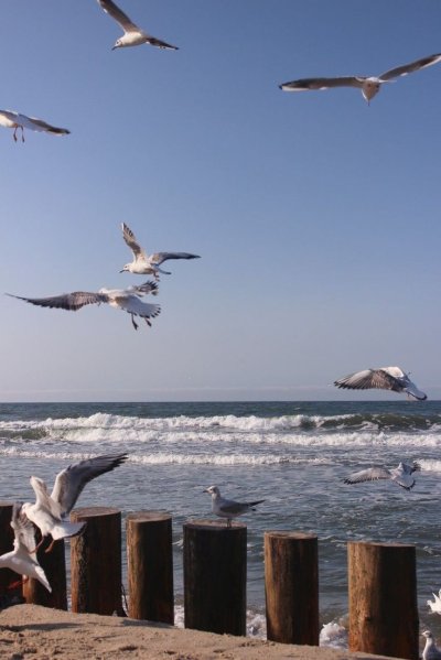 Птицы Балтийского моря