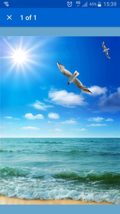 Птицы над морем