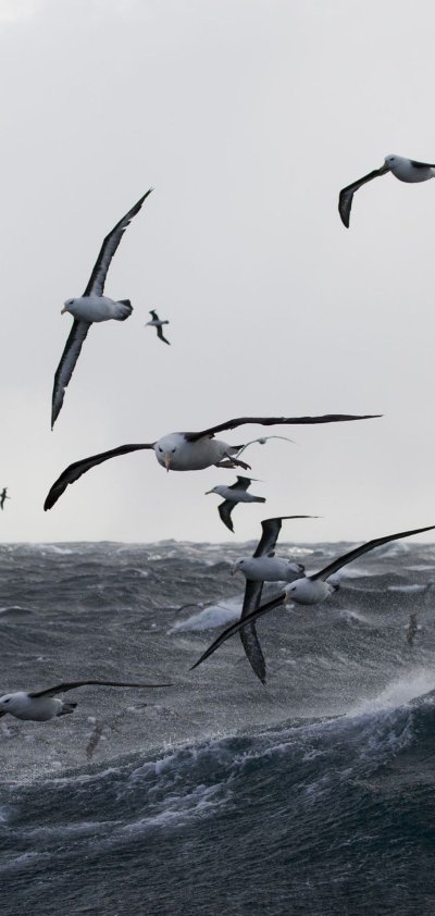 Птицы и ураган