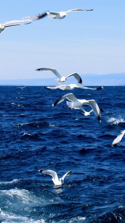 Альбатрос Анапа птица