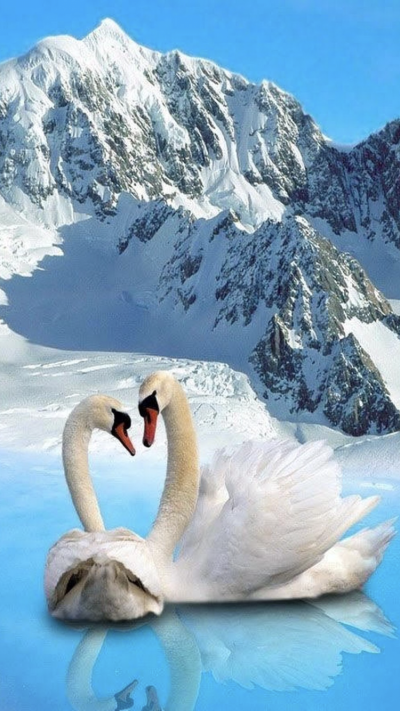 Два лебедя