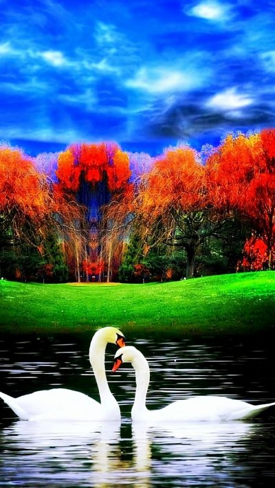 Красивые лебеди