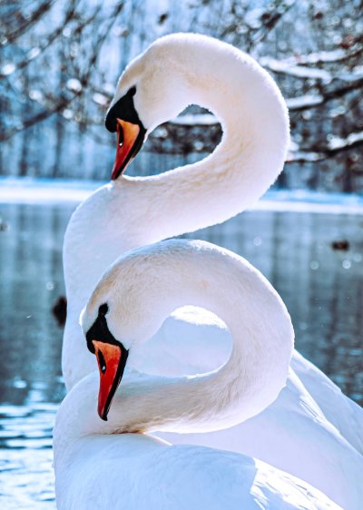 Благородный лебедь