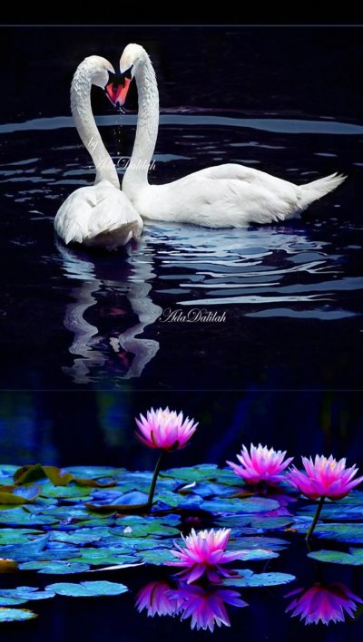 Красивые лебеди