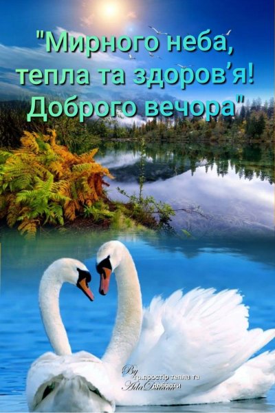 Пара лебедей