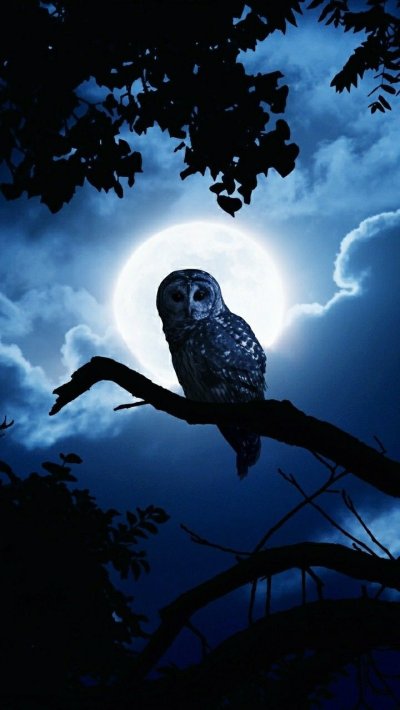 Ночная Сова.(Night Owl).1993