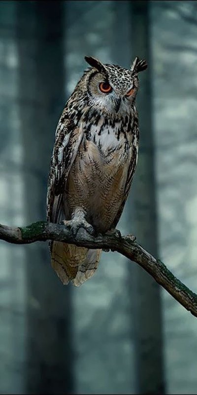 Черная ушастая Сова