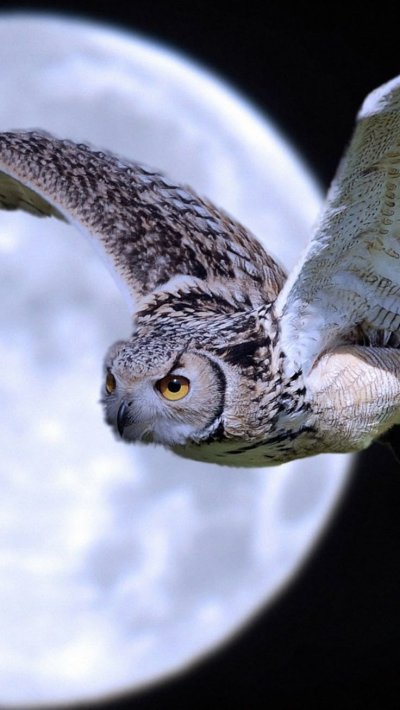 Совы Полярные