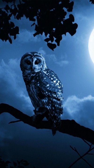 Ночная Сова