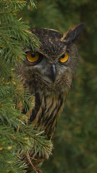 Полярная ушастая Сова