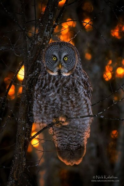 Бородатая неясыть