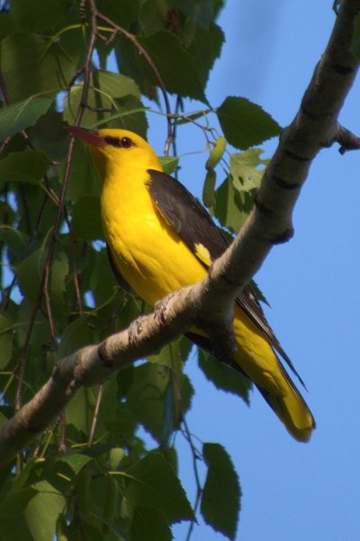 Африканская золотистая Иволга