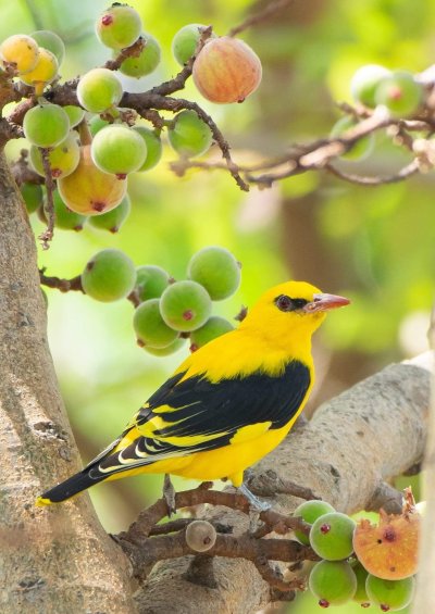 Африканская золотистая Иволга