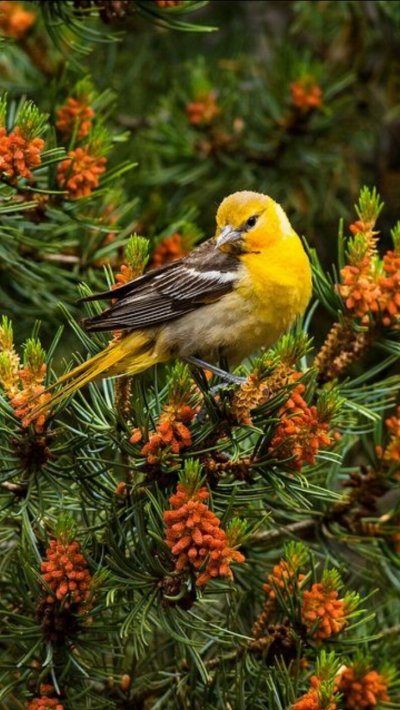 Природа птицы