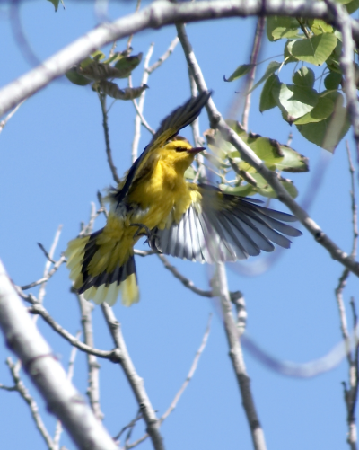 Иволга в полете