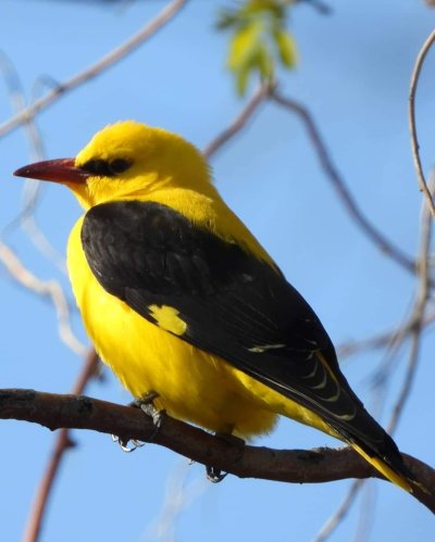 Обыкновенная Иволга