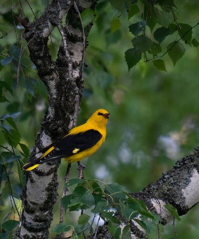 Обыкновенная Иволга