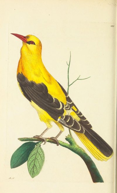 Обыкновенная Иволга