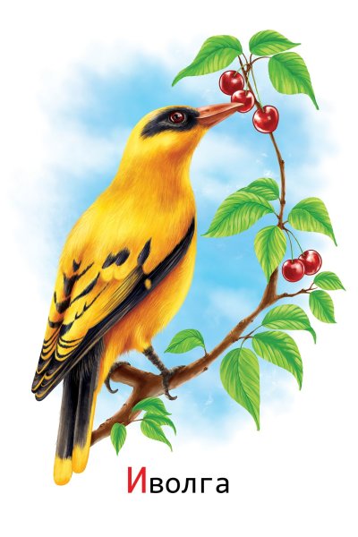 Птицы для детей