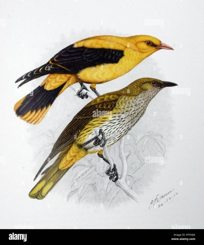 Обыкновенная Иволга